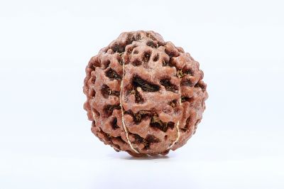 Natural 7 Mukhi Rudraksha - 2.25 Gram Weight - Origin - Nepal