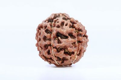 Natural 7 Mukhi Rudraksha - 20 Gram Weight - Origin - Nepal