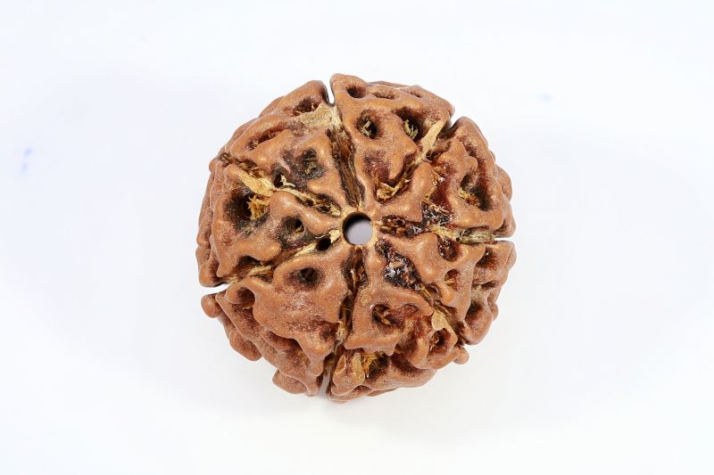Natural 7 Mukhi Rudraksha - 2.44 Gram Weight - Origin - Nepal