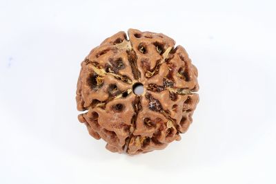 Natural 7 Mukhi Rudraksha - 2.44 Gram Weight - Origin - Nepal