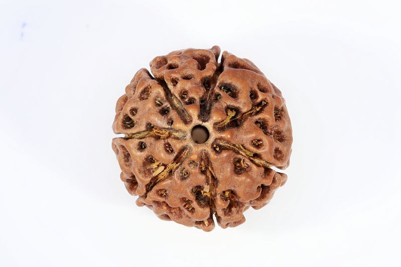 Natural 7 Mukhi Rudraksha - 19 Gram Weight - Origin - Nepal