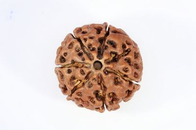 Natural 7 Mukhi Rudraksha - 2.44 Gram Weight - Origin - Nepal