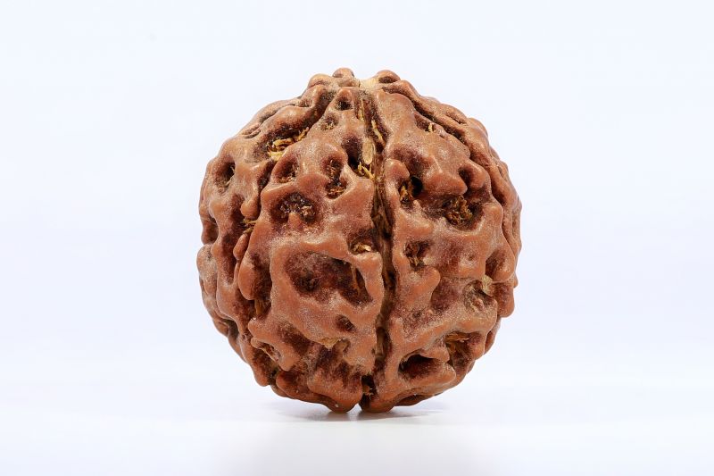 Natural 7 Mukhi Rudraksha - 19 Gram Weight - Origin - Nepal