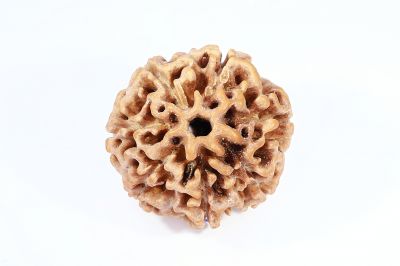 Natural 7 Mukhi Rudraksha - 2.23 Gram Weight - Origin - Nepal