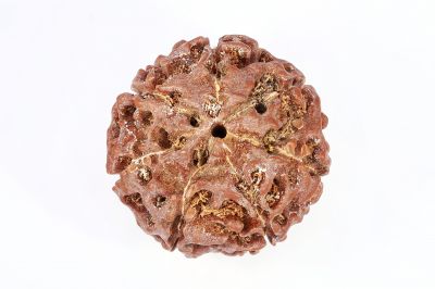 Natural 7 Mukhi Rudraksha - 2.50 Gram Weight - Origin - Nepal