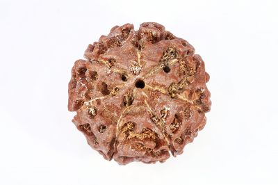 Natural 7 Mukhi Rudraksha - 22 Gram Weight - Origin - Nepal