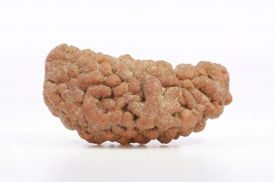 Brown Rudraksh 1 Mukhi - 3.78  Gms Weight - Origin - India