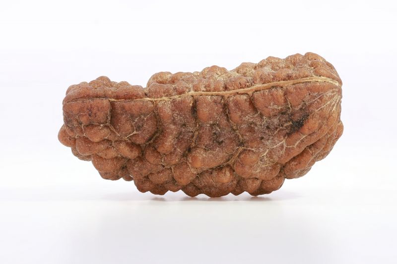 Brown Rudraksh 1 Mukhi - 3.78  Gms Weight - Origin - India