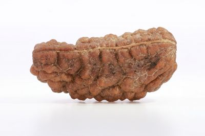 Brown Rudraksh 1 Mukhi - 3.78  Gms Weight - Origin - India