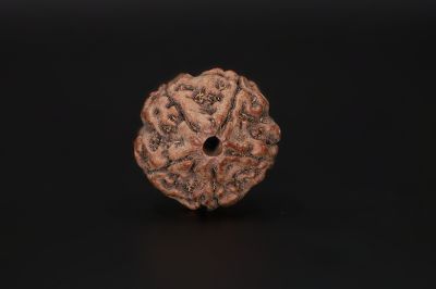 Natural 5 Mukhi Rudraksha Shanka- 17.37 X 17.89 MM Weight - Origin - Nepal