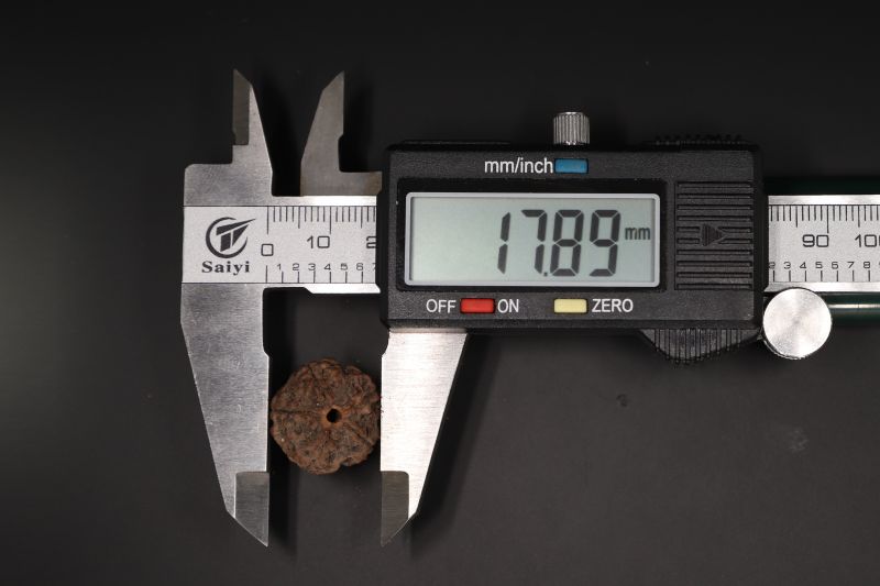 Natural 5 Mukhi Rudraksha Shanka- 17.37 X 17.89 MM Weight - Origin - Nepal
