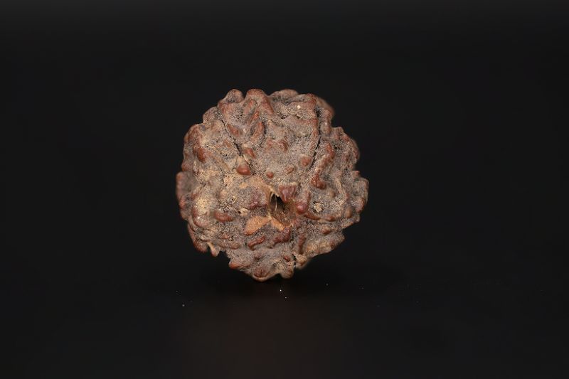 Natural 5 Mukhi Rudraksha Shanka- 16.58 X 17.95 MM Weight - Origin - Nepal