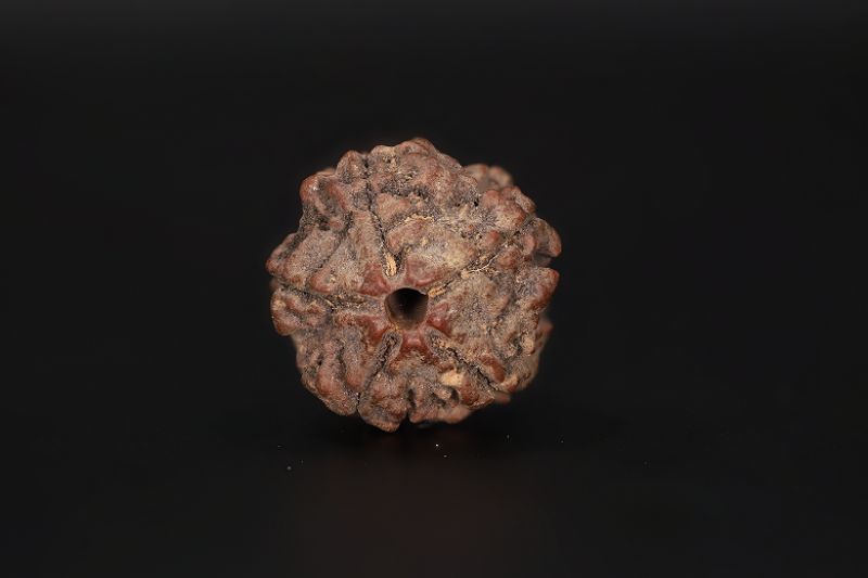 Natural 5 Mukhi Rudraksha Shanka- 16.58 X 17.95 MM Weight - Origin - Nepal