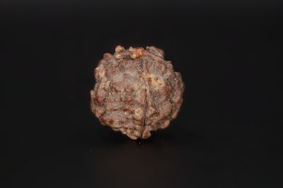 Natural 5 Mukhi Rudraksha Shanka- 16.58 X 17.95 MM Weight - Origin - Nepal