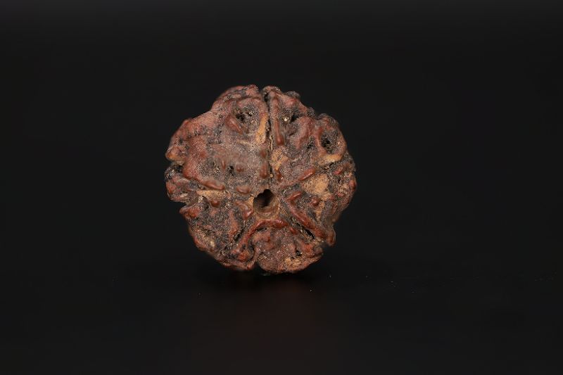 Natural 5 Mukhi Rudraksha Shanka- 17.73 X 17.98 MM Weight - Origin - Nepal