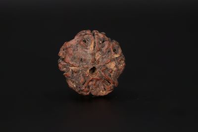 Natural 5 Mukhi Rudraksha Shanka- 17.73 X 17.98 MM Weight - Origin - Nepal