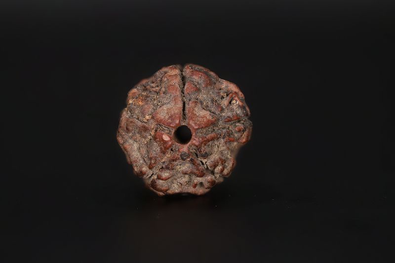 Natural 5 Mukhi Rudraksha Shanka- 17.73 X 17.98 MM Weight - Origin - Nepal