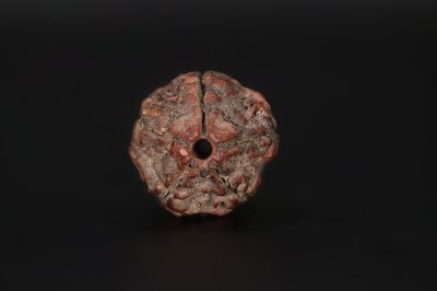 Natural 5 Mukhi Rudraksha Shanka- 17.73 X 17.98 MM Weight - Origin - Nepal