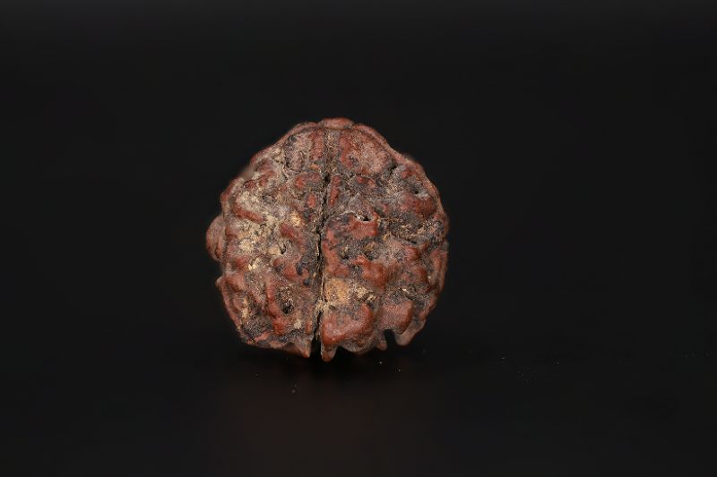 Natural 5 Mukhi Rudraksha Shanka- 17.73 X 17.98 MM Weight - Origin - Nepal