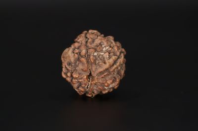 Natural 5 Mukhi Rudraksha Shanka- 16.54 X 16.97 MM Weight - Origin - Nepal