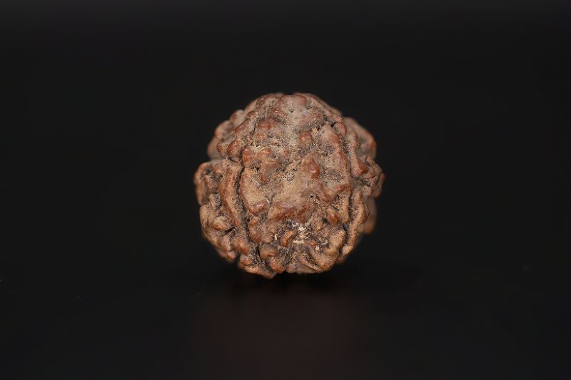 Natural 5 Mukhi Rudraksha Shanka- 16.54 X 16.97 MM Weight - Origin - Nepal