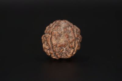 Natural 5 Mukhi Rudraksha Shanka- 16.54 X 16.97 MM Weight - Origin - Nepal