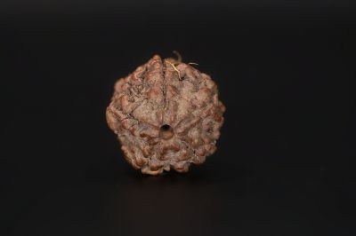 Natural 5 Mukhi Rudraksha Shanka- 16.96 X 17.93 MM Weight - Origin - Nepal