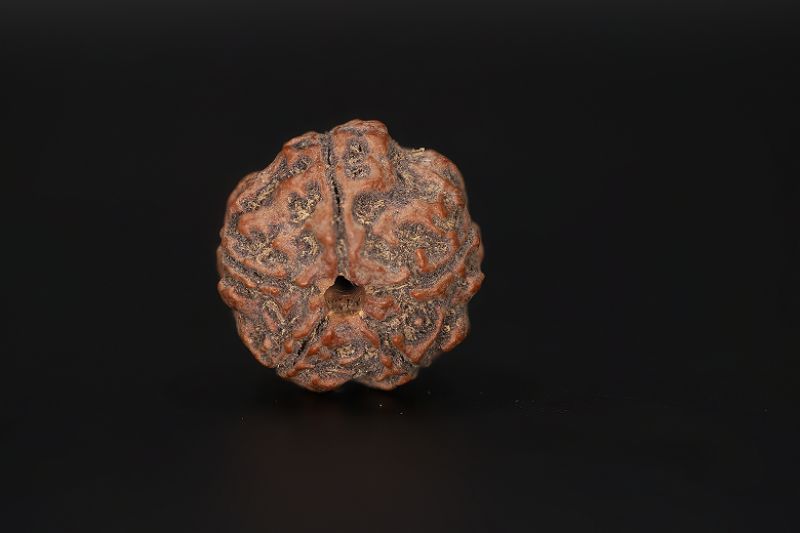 5 Mukhi Rudraksha - 16.95 X 18.06 MM Weight - Origin - Nepal