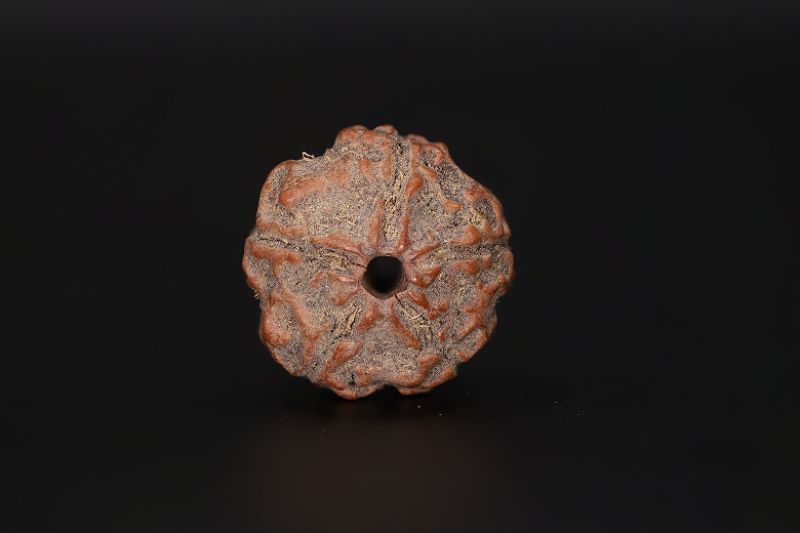 5 Mukhi Rudraksha - 16.95 X 18.06 MM Weight - Origin - Nepal