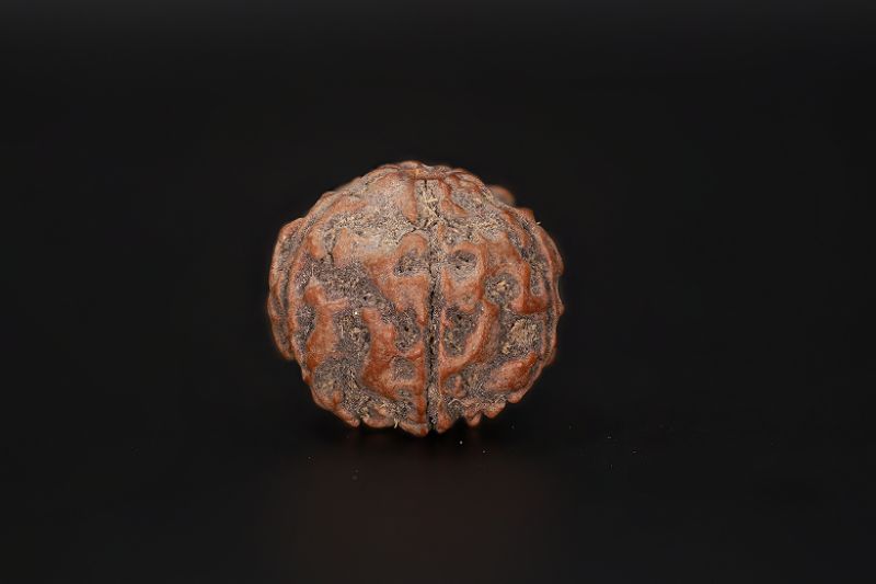 5 Mukhi Rudraksha - 16.95 X 18.06 MM Weight - Origin - Nepal