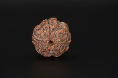 Rudraksha 5 Mukhi  Brown - 18.15 X 18.83 MM Weight - Origin - Nepal