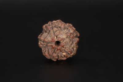 Rudraksha 5 Mukhi  Brown - 18.51 X 18.63 MM Weight - Origin - Nepal