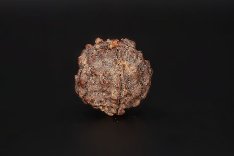 Rudraksha 5 Mukhi  Brown - 18.51 X 18.63 MM Weight - Origin - Nepal