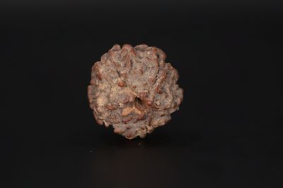 Rudraksha 5 Mukhi  Brown - 16.35 X 17.93 MM Weight - Origin - Nepal