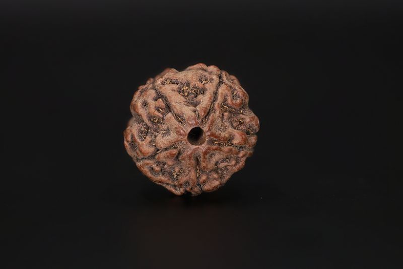Rudraksha 5 Mukhi  Brown - 17.15 X 17.46 MM Weight - Origin - Nepal