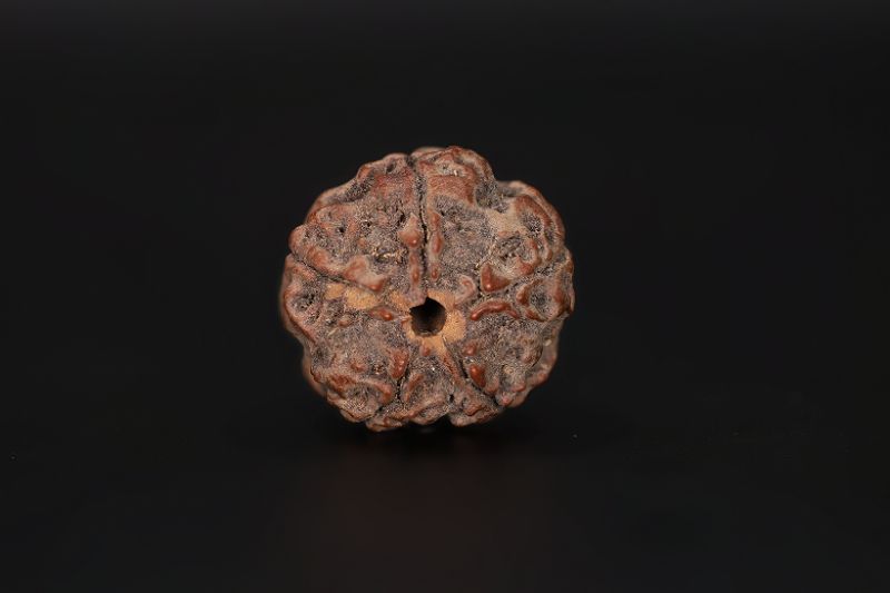 Rudraksha 5 Mukhi  Brown - 17.15 X 17.46 MM Weight - Origin - Nepal