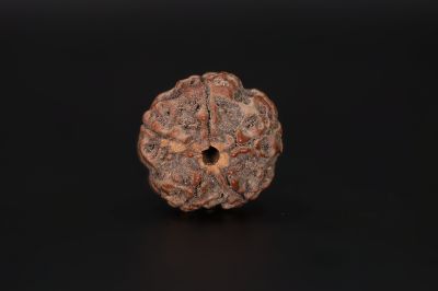 Rudraksha 5 Mukhi  Brown - 17.15 X 17.46 MM Weight - Origin - Nepal