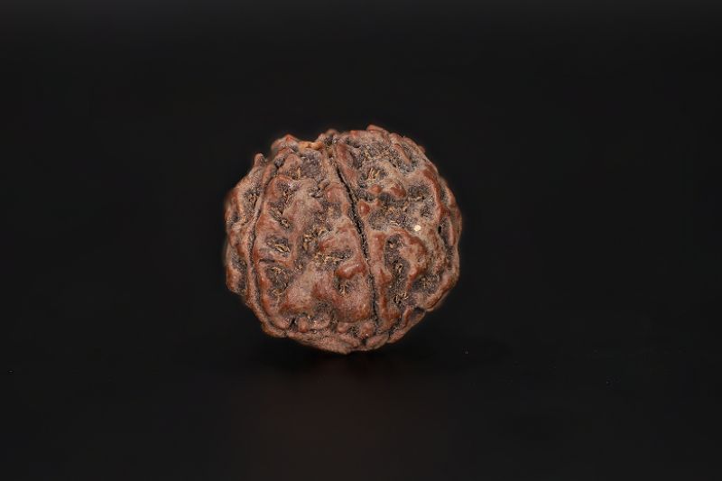 Rudraksha 5 Mukhi  Brown - 17.15 X 17.46 MM Weight - Origin - Nepal