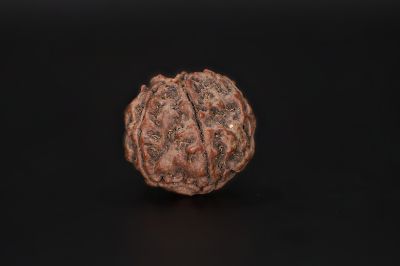 Rudraksha 5 Mukhi  Brown - 17.15 X 17.46 MM Weight - Origin - Nepal