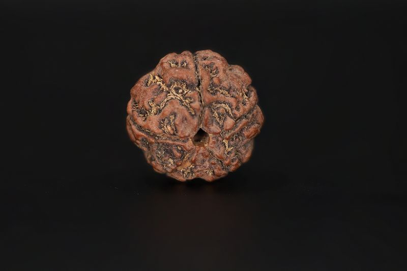 Rudraksha 5 Mukhi  Brown - 17.23 X 17.98 MM Weight - Origin - Nepal