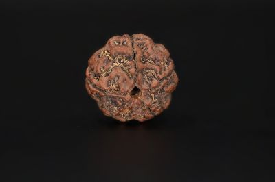 Rudraksha 5 Mukhi  Brown - 17.23 X 17.98 MM Weight - Origin - Nepal
