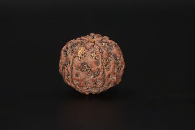 Rudraksha 5 Mukhi  Brown - 17.23 X 17.98 MM Weight - Origin - Nepal