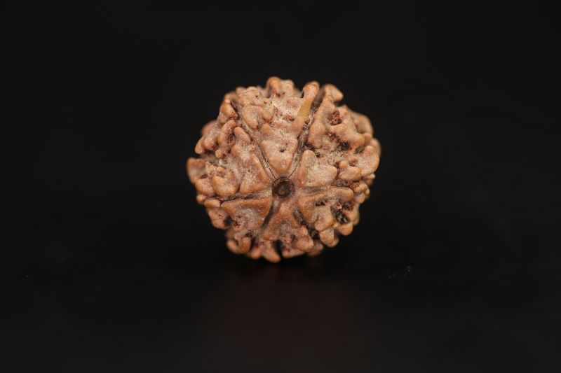 Natural 6 Mukhi Rudraksha Shanka- 18.3 X 18.76 MM Weight - Origin - Nepal