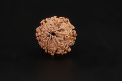 Natural 6 Mukhi Rudraksha Shanka- 18.3 X 18.76 MM Weight - Origin - Nepal