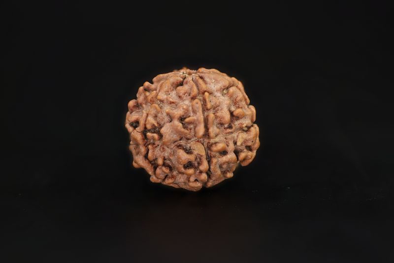 Natural 6 Mukhi Rudraksha Shanka- 18.3 X 18.76 MM Weight - Origin - Nepal