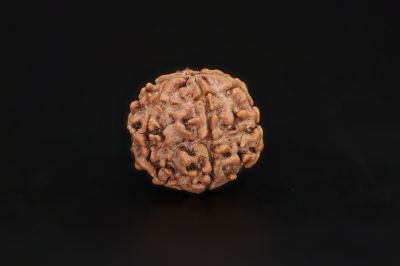 Natural 6 Mukhi Rudraksha Shanka - 17.45 X 17.51 MM Weight - Origin - Nepal