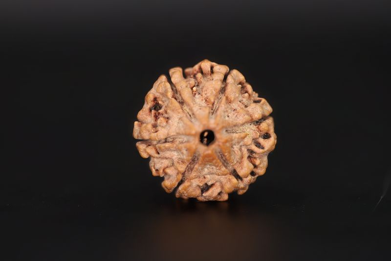 Natural 6 Mukhi Rudraksha Shanka Origin - Nepal