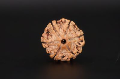 Natural 6 Mukhi Rudraksha Shanka Origin - Nepal