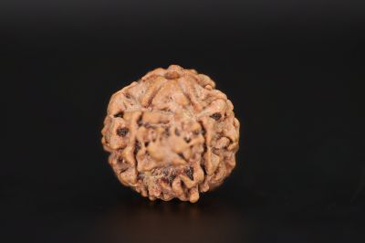 Natural 6 Mukhi Rudraksha Shanka Origin - Nepal