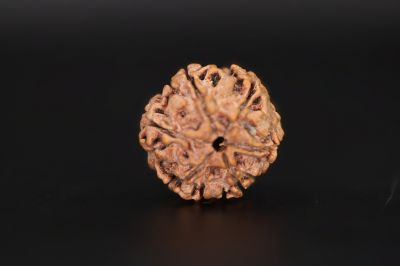 Natural 6 Mukhi Rudraksha Shanka Origin - Nepal